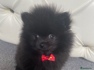 Pomeranian dogs - Advert 32