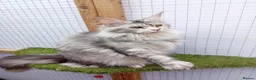 Maine Coon cats for sale: Stunning Tica registered Maine Coon Girl  - Advert 6
