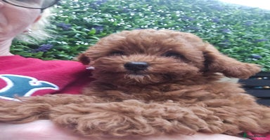 Toy Poodle dogs - Advert 2