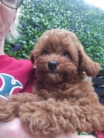 Toy Poodle dogs - Advert 2