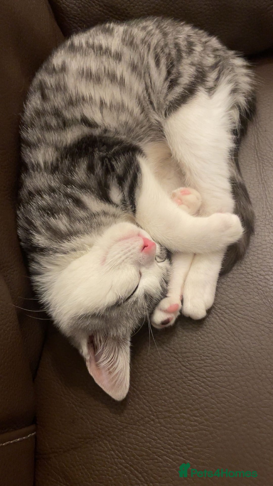 American Shorthair cats for sale: Sushy loving kitten looking for permanent home - Advert 5