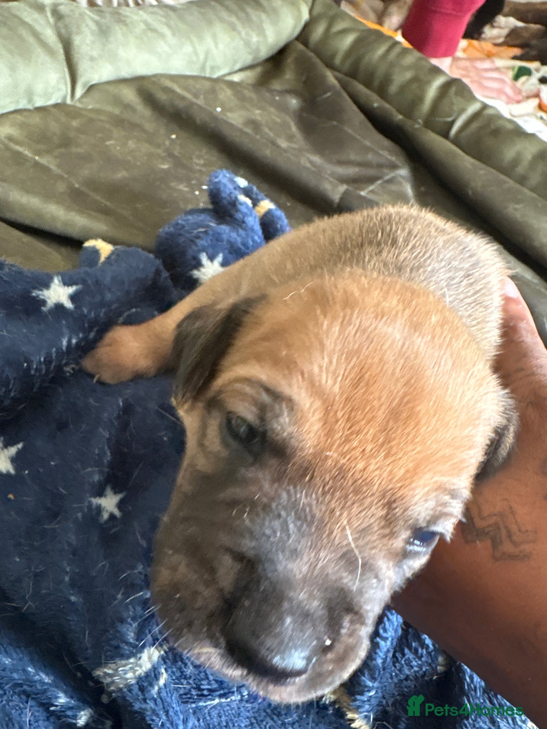 Mixed Breed dogs for sale: Puppies for Sale  - Image 11
