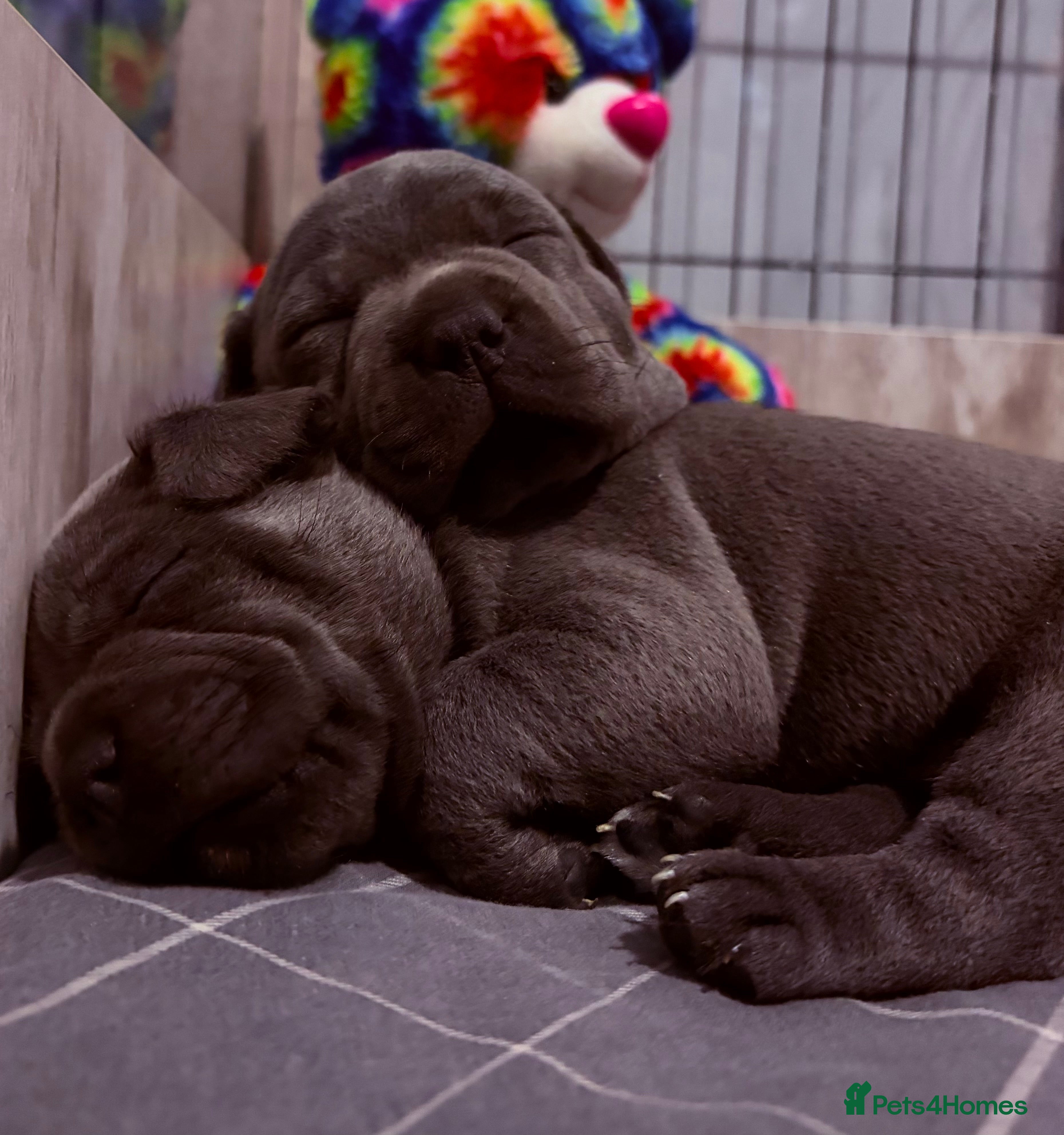 Staffordshire Bull Terrier dogs Blue Staffordshire bull terriers  - Advert 5