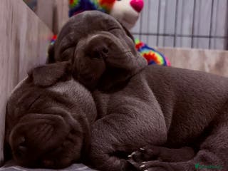 Staffordshire Bull Terrier dogs Blue Staffordshire bull terriers - Advert 5