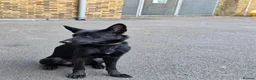 German Shepherd dogs for sale: Black male German shepherd  - Advert 2
