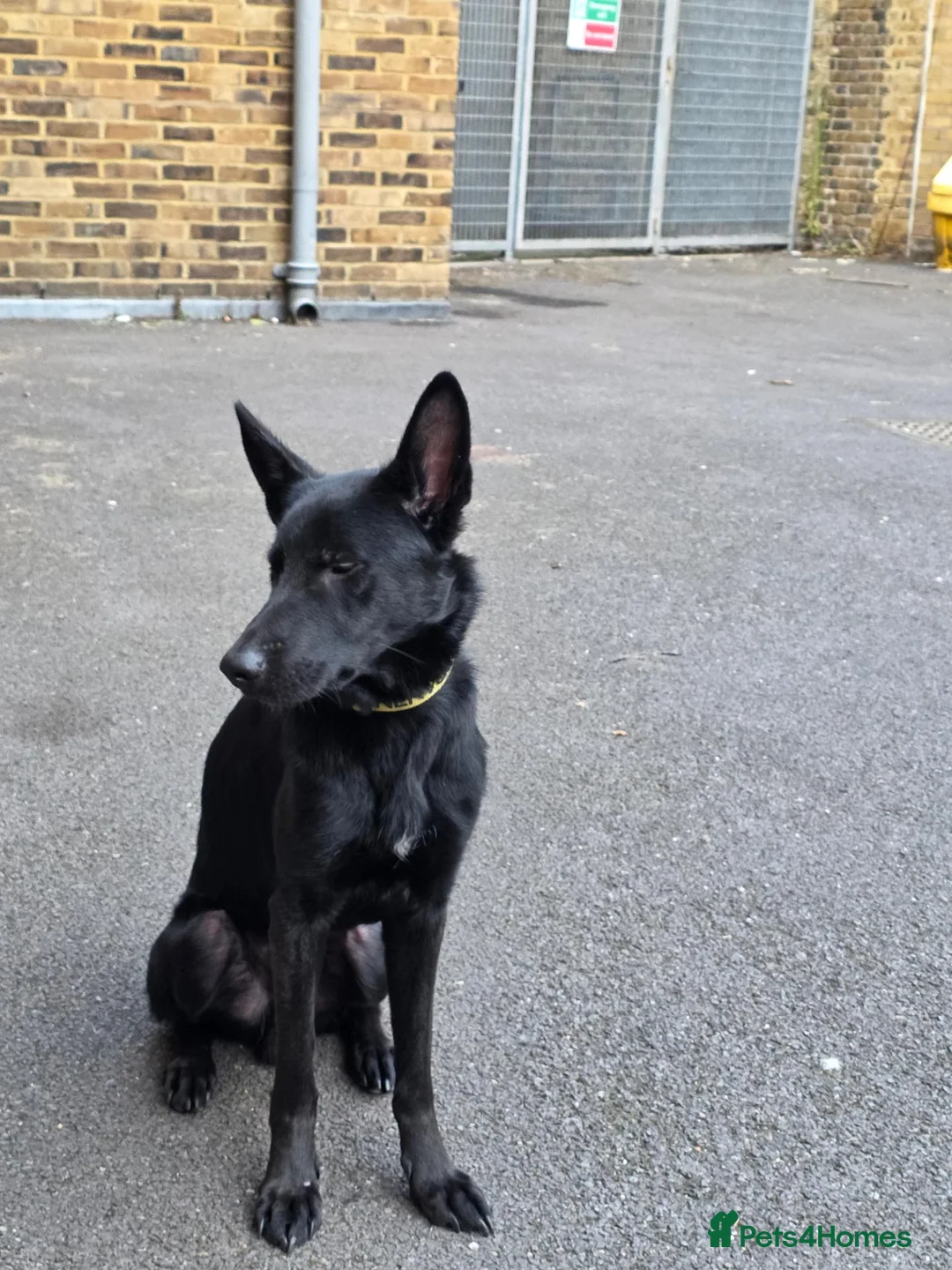 German Shepherd dogs for sale: Black male German shepherd  - Advert 2