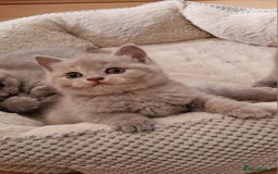 British Shorthair cats for sale: British Shorthair Kittens  - Image 4