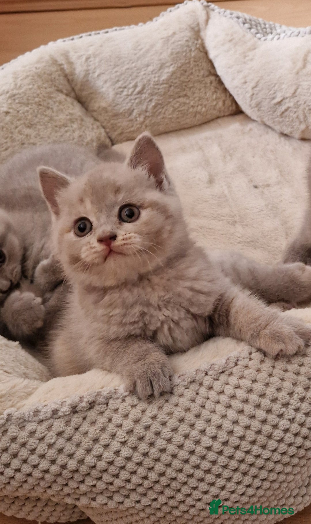 British Shorthair cats for sale: British Shorthair Kittens  - Image 4