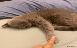 British Shorthair cats for sale: 🐾💙 Beautiful Blue British Shorthair Queen 💙🐾 - Image 5