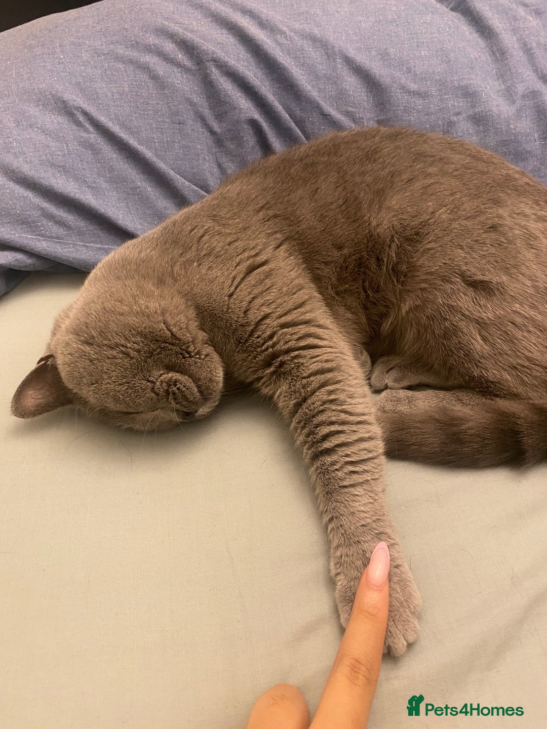 British Shorthair cats for sale: 🐾💙 Beautiful Blue British Shorthair Queen 💙🐾 - Image 5