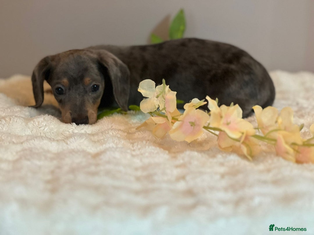Miniature Dachshund dogs for sale: MINIATURE DACHSHUNDS  - Advert 12