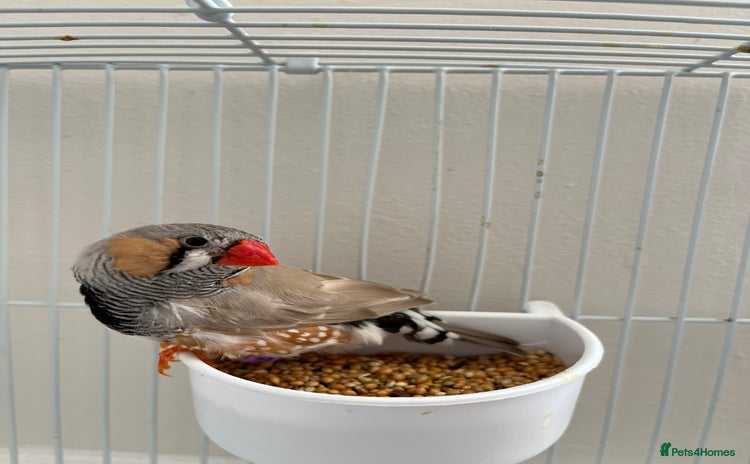 Finches birds in Welwyn Garden City - Advert 7