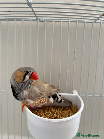 Finches birds in Welwyn Garden City - Advert 7