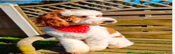 Australian Labradoodle dogs for sale: Multigen Australian Labradoodles - Advert 5