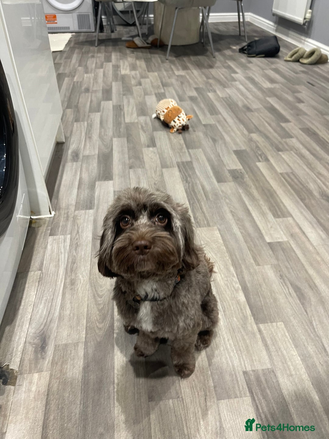 Cockapoo dogs for sale: STUNNING F2 cockapoo puppies for sale  - Advert 5