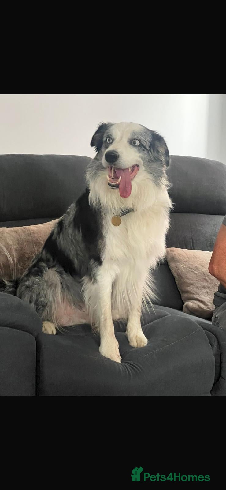 Border Collie dogs Stunning Blue Merle Border Collie for Stud - Advert 4