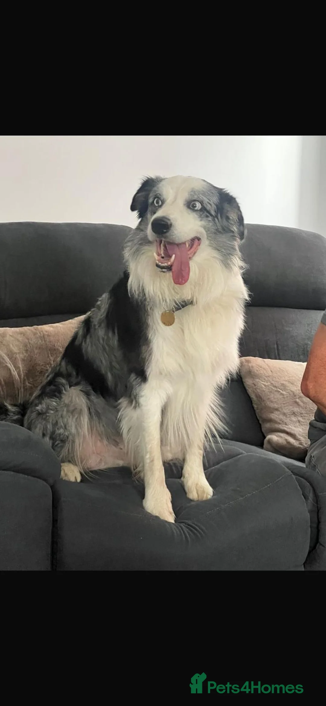 Border Collie dogs for stud: Stunning Blue Merle Border Collie for Stud - Advert 1