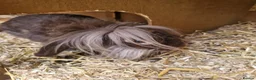 Lionhead rabbits for sale: Little man looking for a loving home  - Advert 2