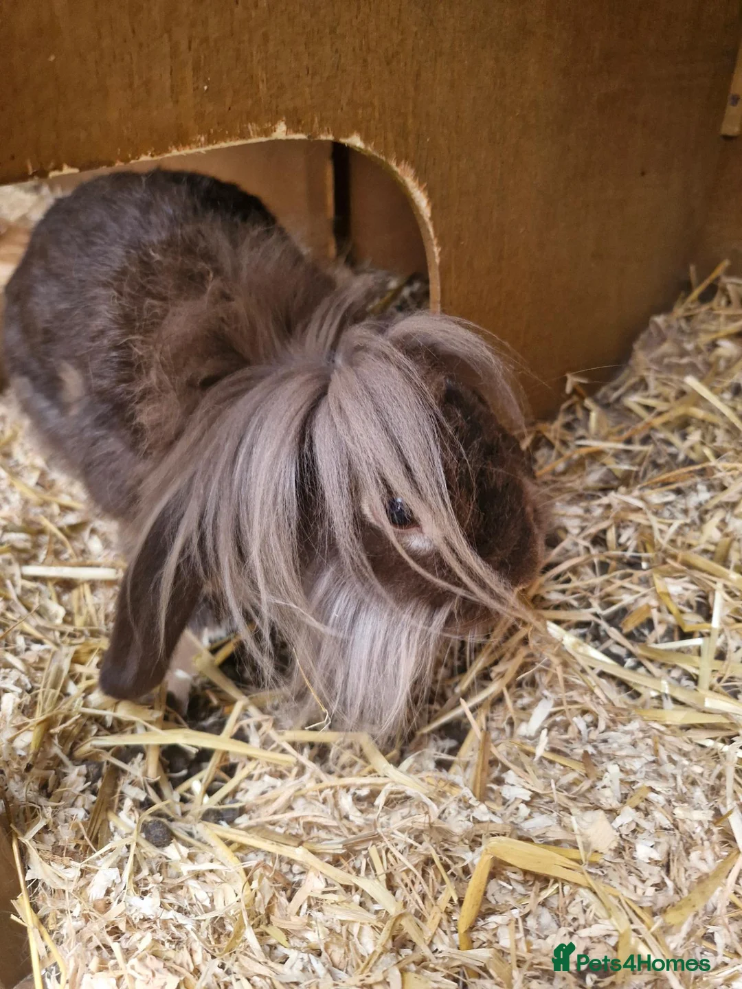 Lionhead rabbits for sale: Little man looking for a loving home  - Advert 2