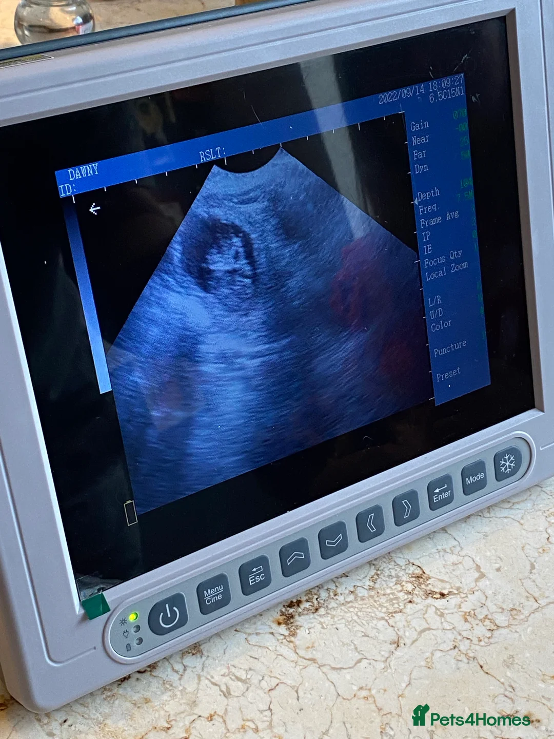 Toy Poodle dogs for stud: Famously known Toy Poodle Stud in Swindon - Advert 9