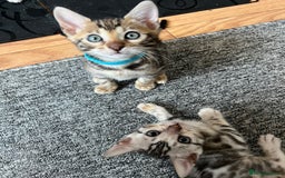 Bengal cats for sale: 🐾 TICA Registered Bengal Kittens 🐆🥰 - Image 5
