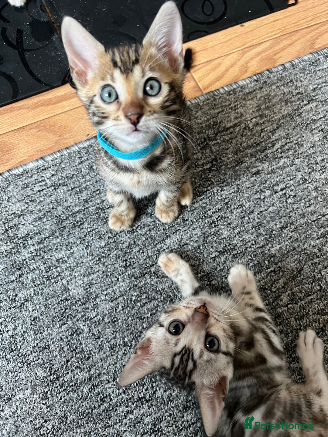 Bengal cats for sale: 🐾 TICA Registered Bengal Kittens 🐆🥰 - Image 5
