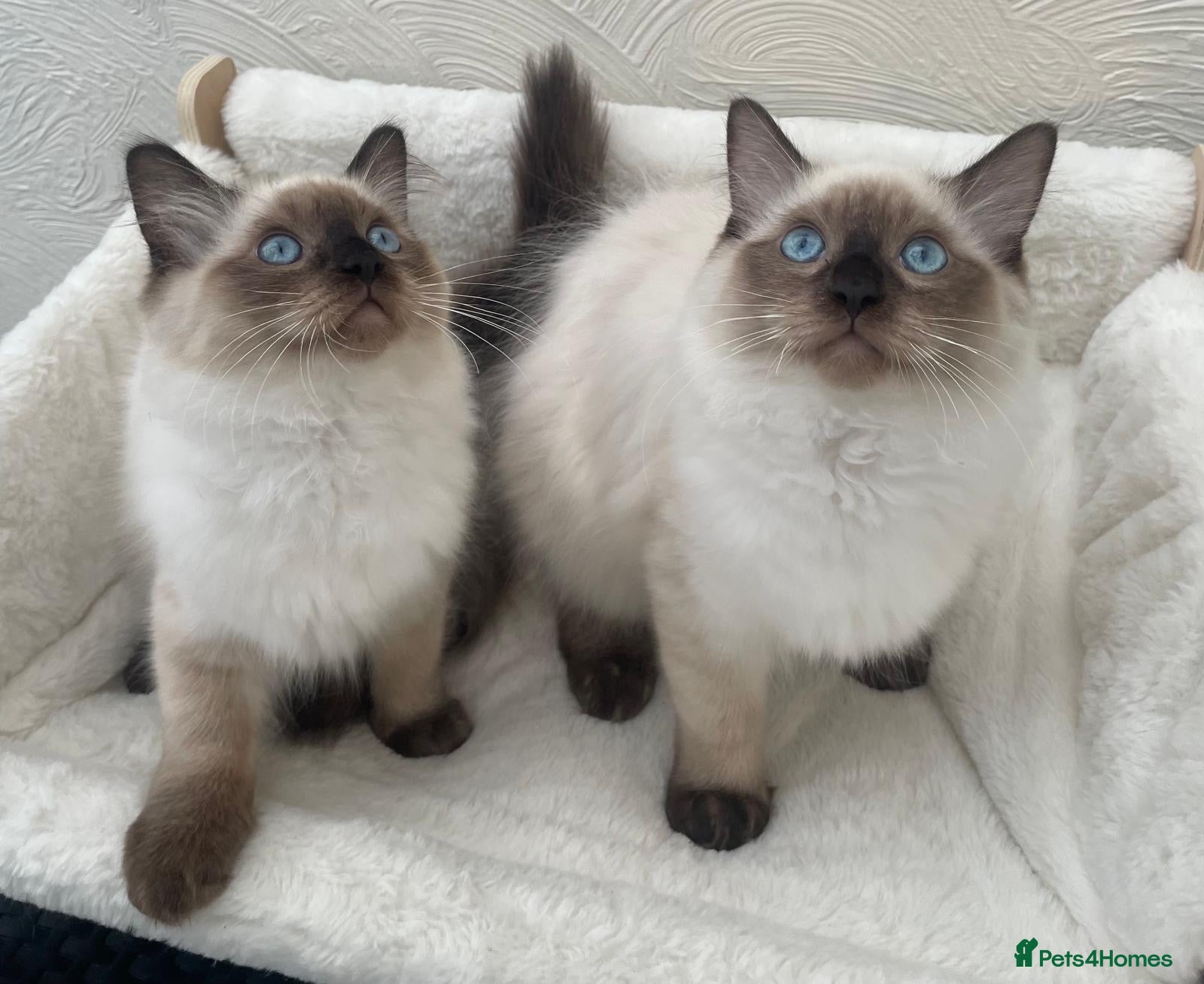 Ragdoll cats 🏆 GCCF CHAMP PEDIGREE RAGDOLL KITTENS  - Advert 2
