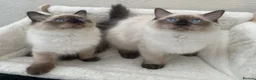 Ragdoll cats for sale: 🏆 GCCF CHAMP PEDIGREE RAGDOLL KITTENS  - Advert 1