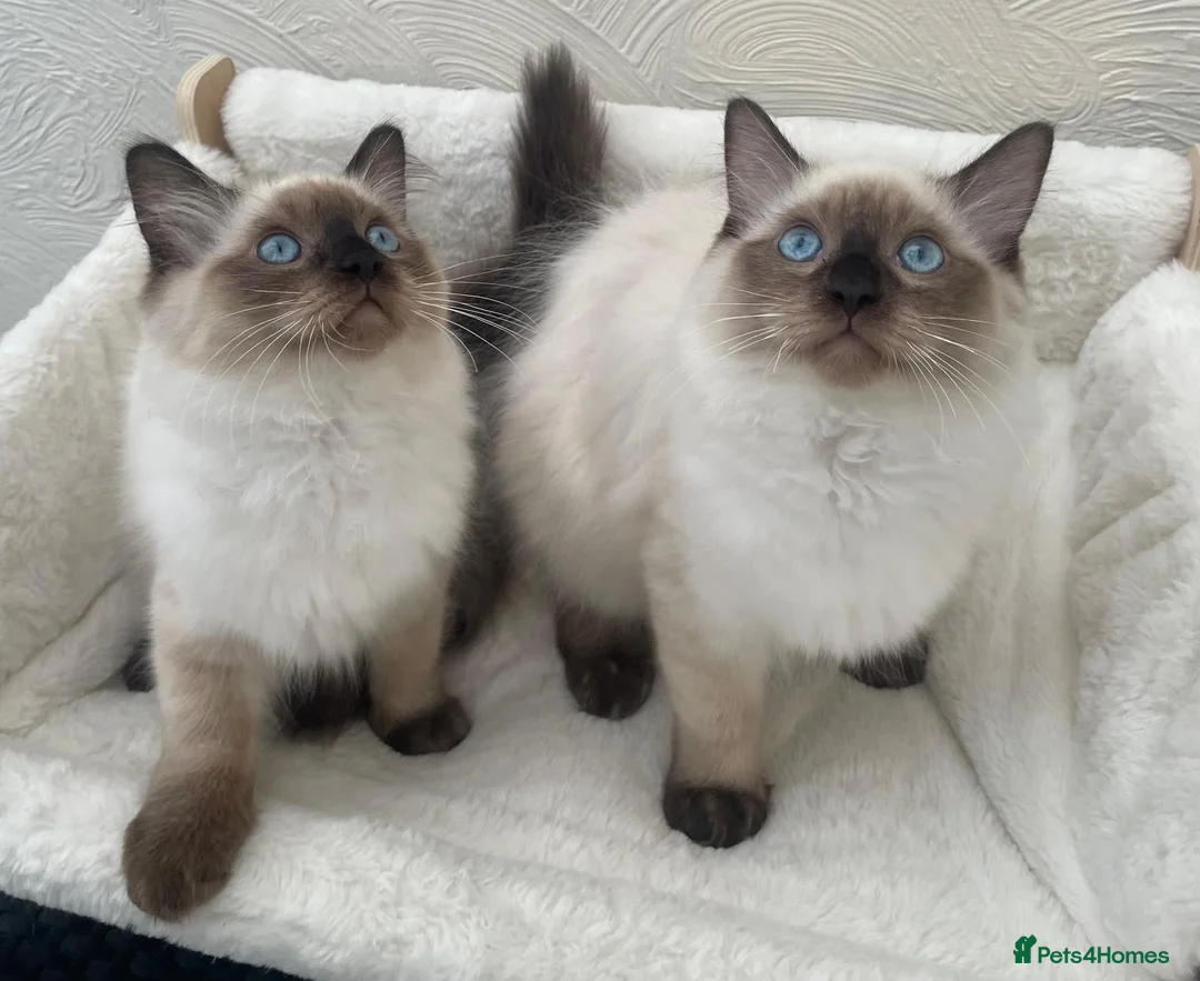 Ragdoll cats for sale: 🏆 GCCF CHAMP PEDIGREE RAGDOLL KITTENS  - Advert 1
