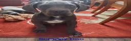 Cane Corso dogs for sale: Reduced! Champion Bloodline Cane Corso Puppies - Advert 14