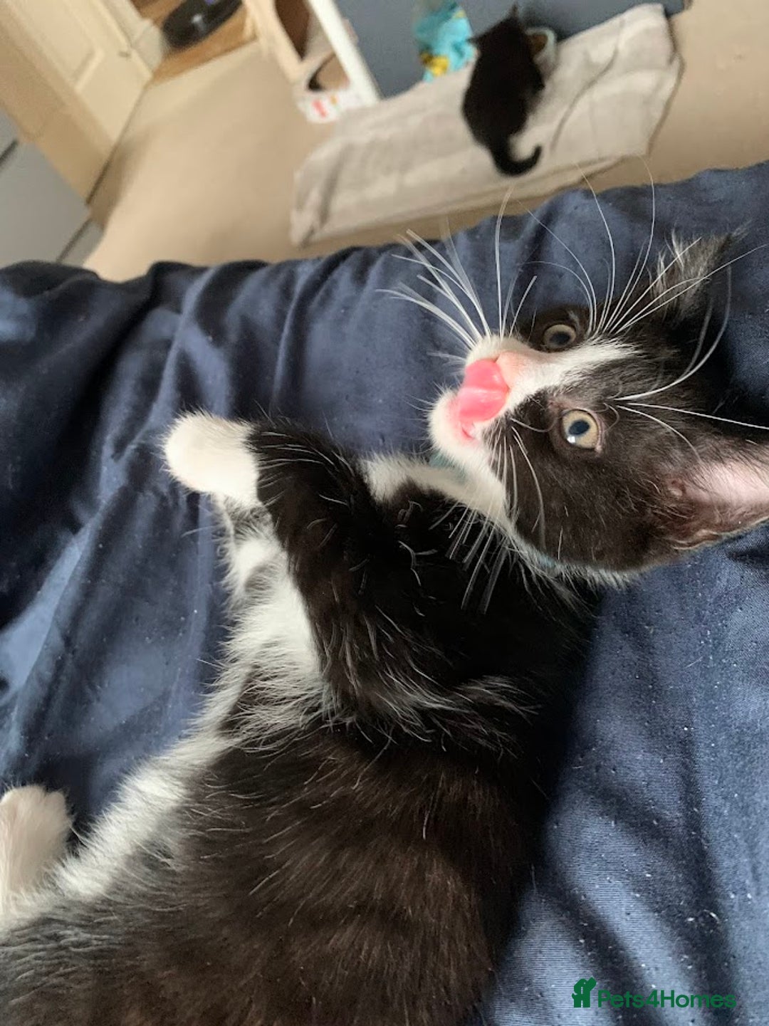 Domestic Shorthair cats for sale: Tuxedo Kitten for sale - Image 5