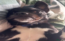 Mixed Breed dogs for sale: milo the pug cross - Image 3