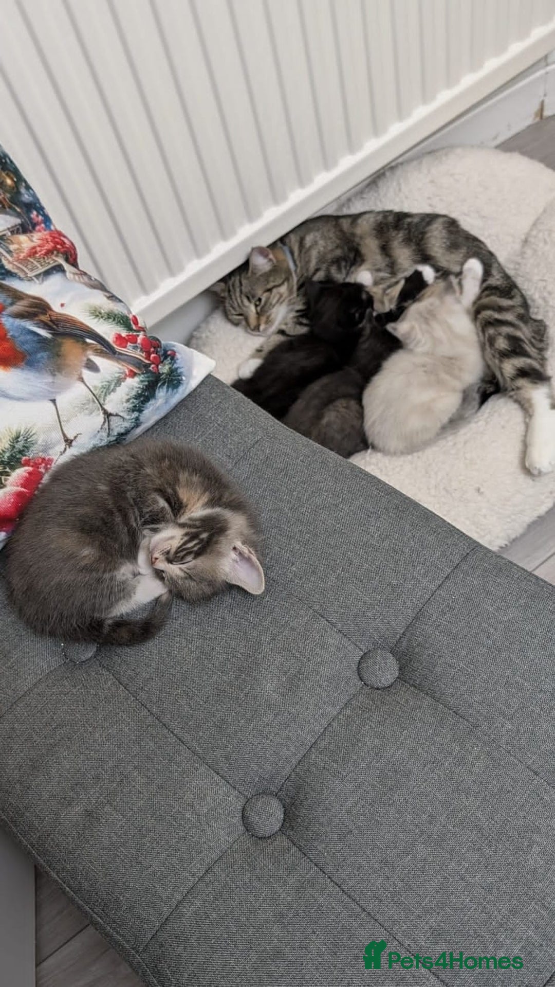 European cats for sale: 4 beautiful kittens for sale - Advert 15