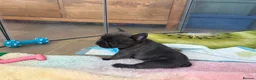 French Bulldog dogs for sale: Beautiful French bulldog puppies  - Advert 9