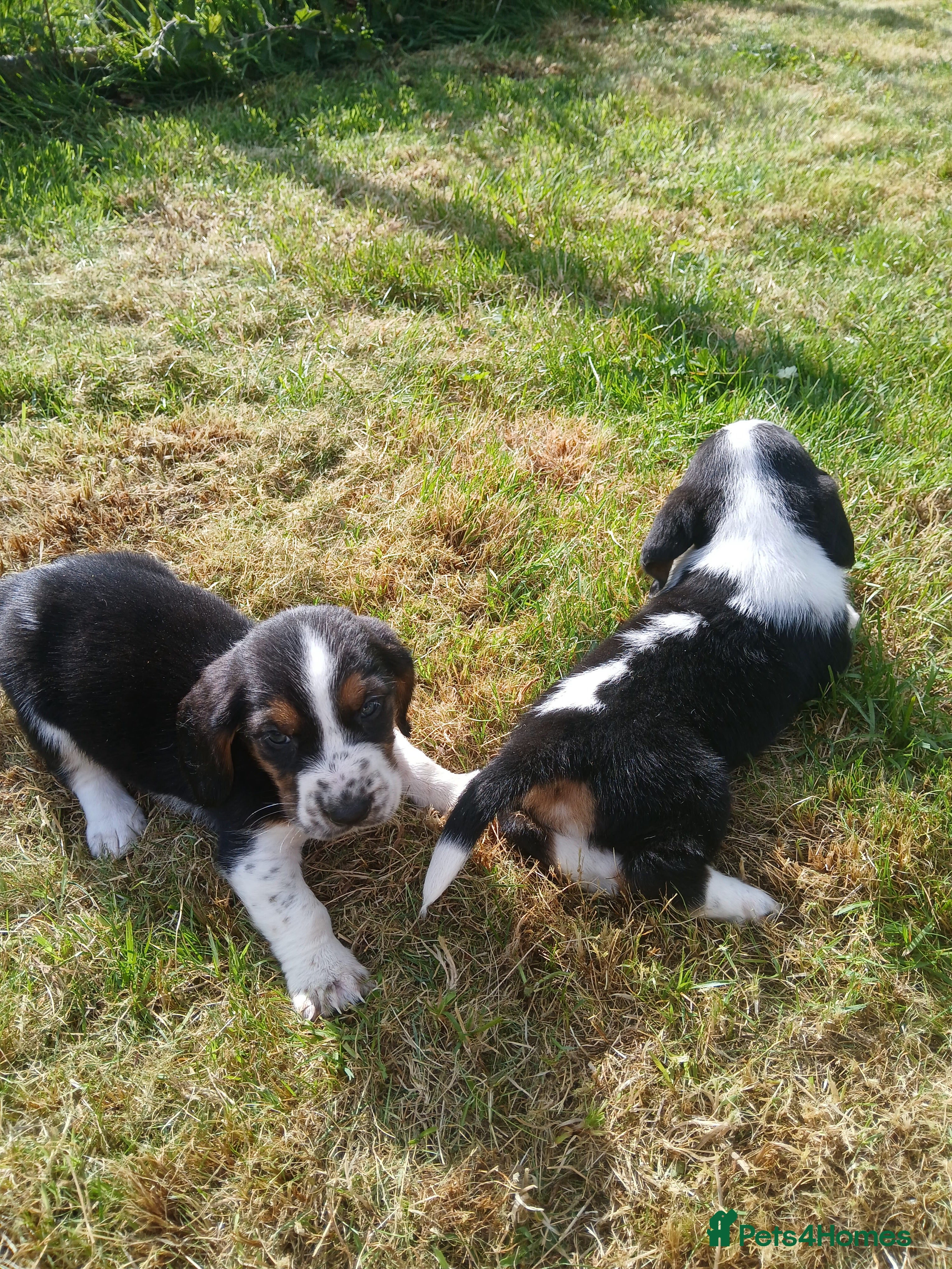 Mixed Breed dogs Basset x beagle puppies  - Advert 2