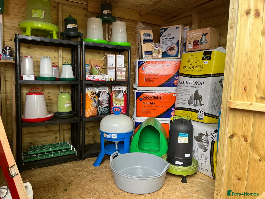 Mixed Breed poultry for sale: Hen & Chicken Boarding, Holidays, Pet Sitting  - Advert 3