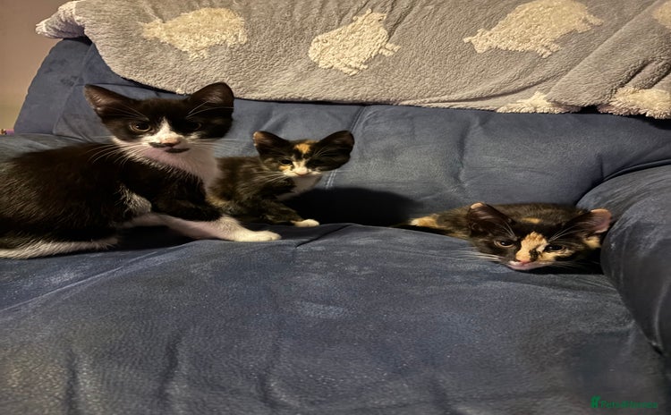 Mixed Breed cats - Advert 11