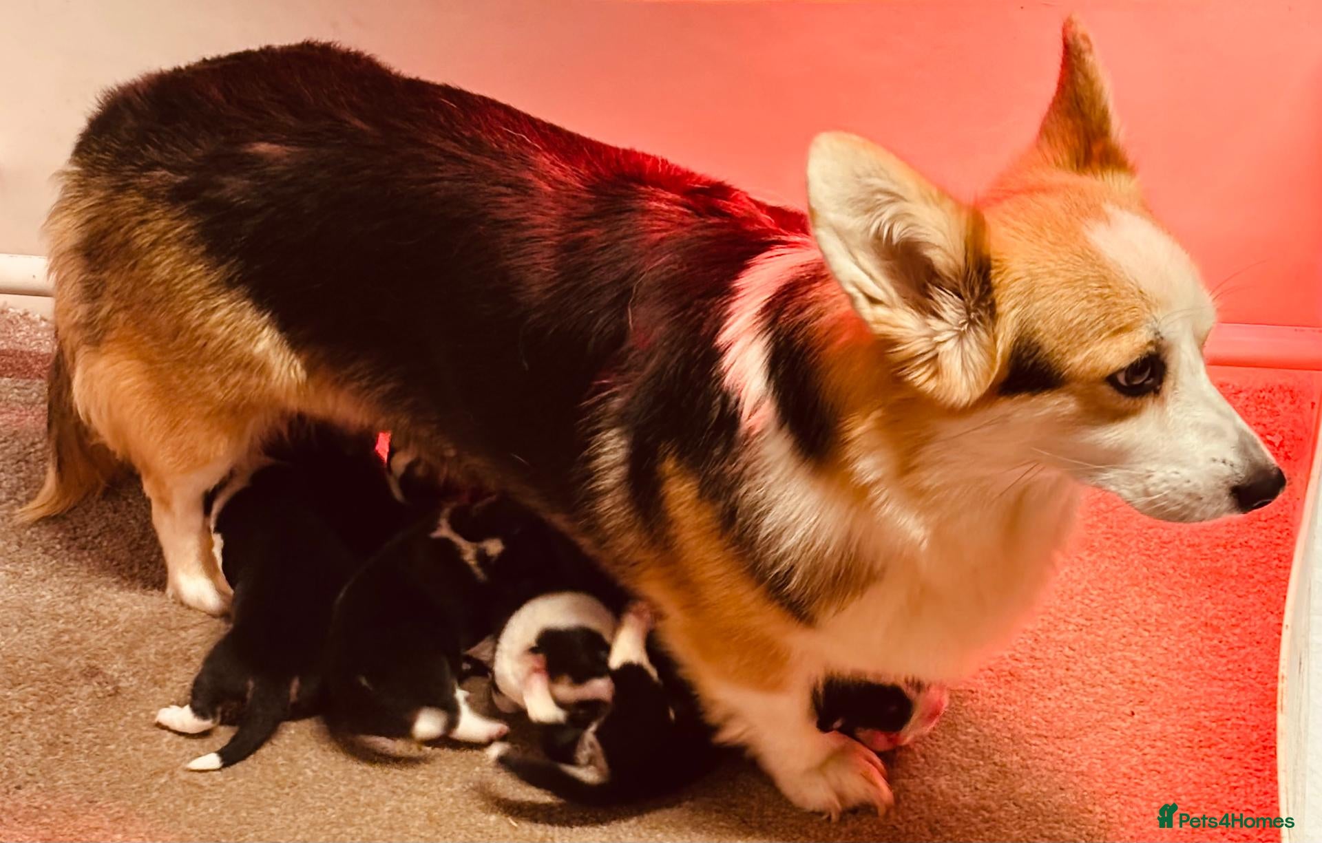 Welsh Corgi Pembroke dogs Stunning pedigree puppies, health tested parents - Advert 2