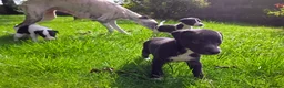 Whippet dogs for sale: 1 Girl Left - KC Whippet Puppies in Aberdeenshire - Advert 25