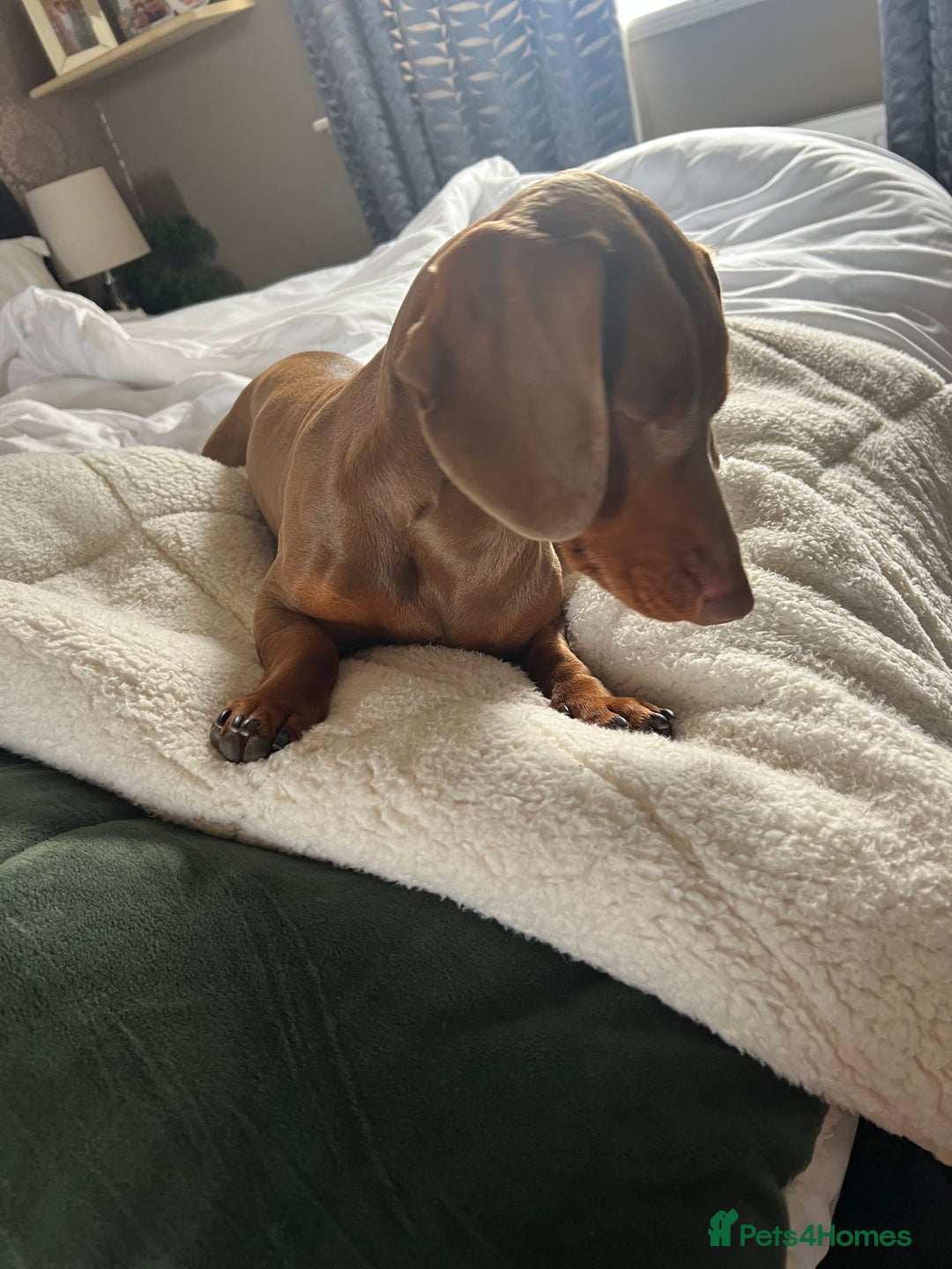Miniature Dachshund dogs for stud: Ready for Stud  - Image 7