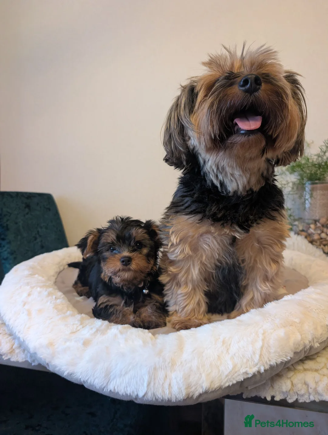 Yorkshire Terrier dogs for sale: Yorkshire terrier puppies READY FOR NEW HOMES  - Advert 1