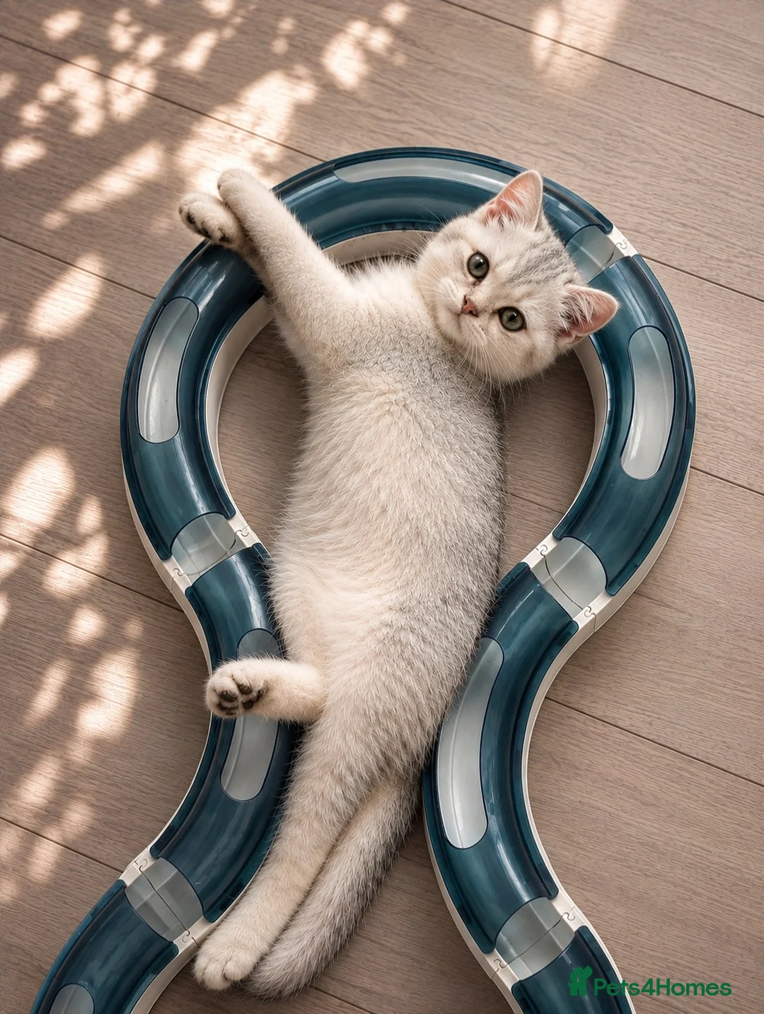 British Shorthair cats for sale: 🐾 Beautiful British Shorthair Kittens✨ 🩷 - Advert 1