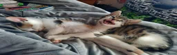 Mixed Breed cats for sale: Three Kittens for sale in Bath - Advert 25