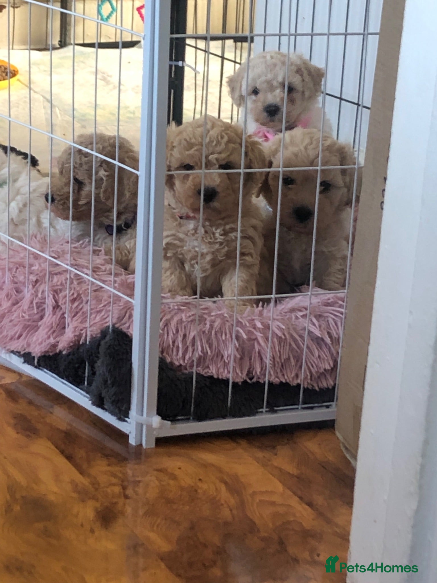 Poochon dogs Poochon puppies for sale  - Advert 3
