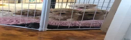 Poochon dogs for sale: Poochon puppies for sale  in Sunderland - Advert 2