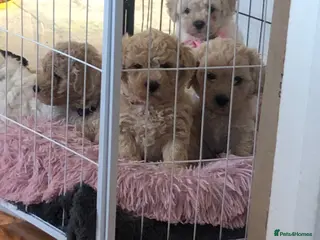 Poochon dogs Poochon puppies for sale - Advert 1