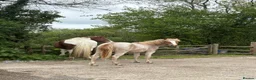 Haflinger horses for sale: Gorgeous yearling filly for sale  - Advert 8