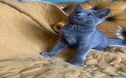 British Shorthair cats for sale: 1 shorthair kitten - Image 2
