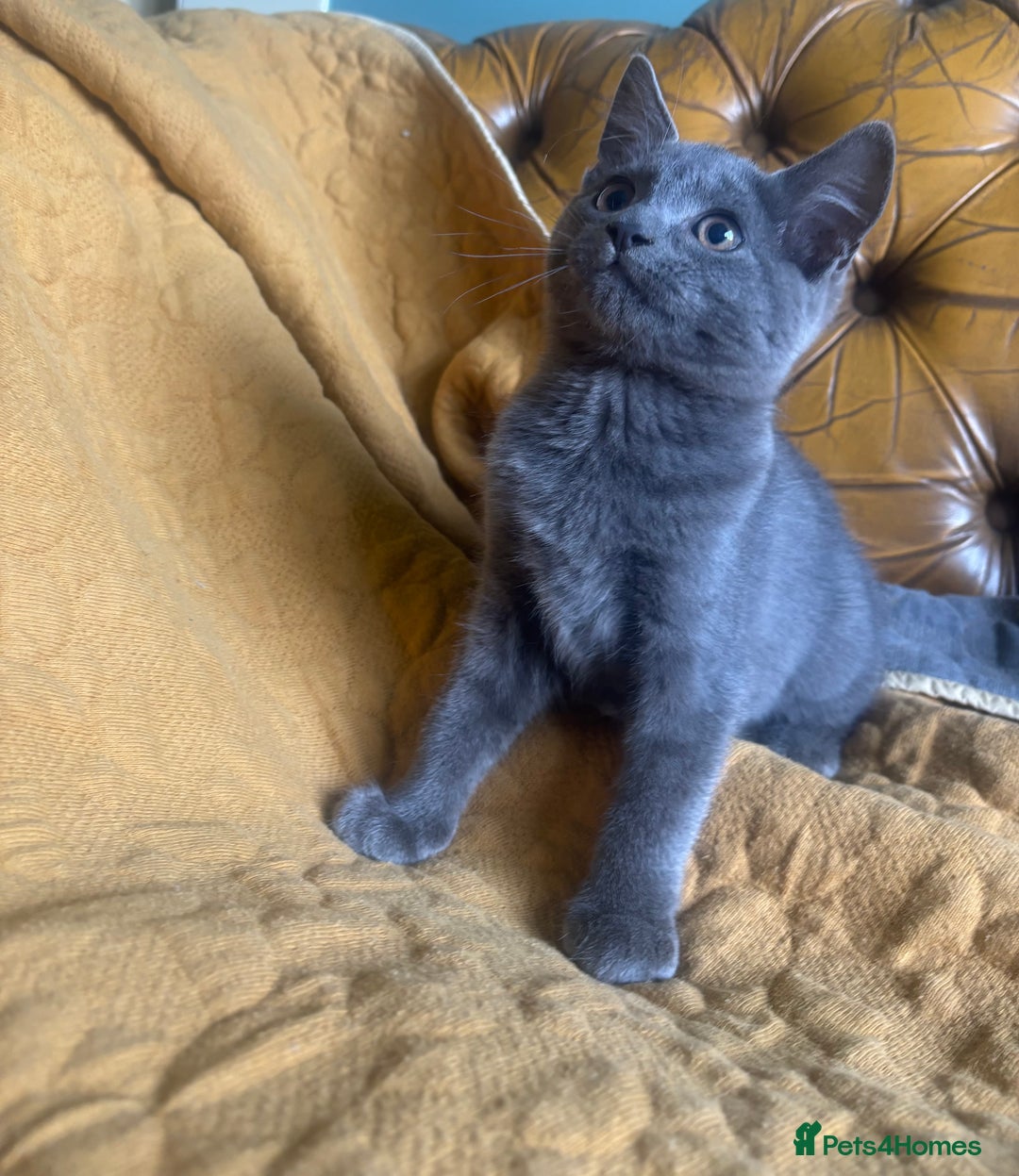 British Shorthair cats for sale: 1 shorthair kitten - Image 2