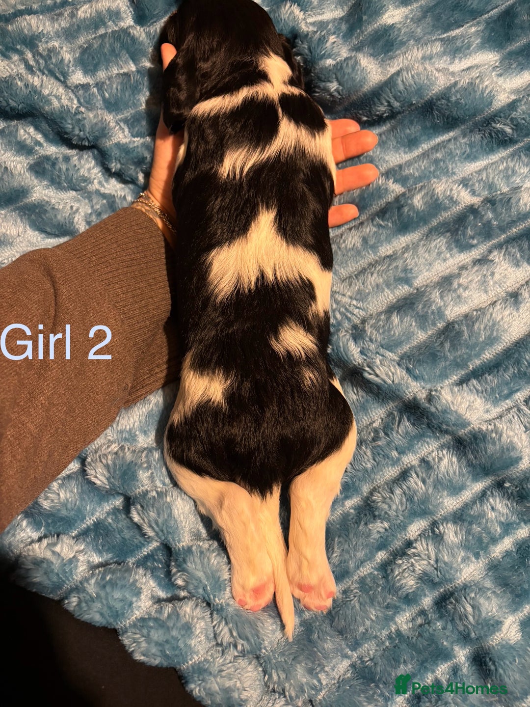 English Springer Spaniel dogs for sale: ✨ KC Registered English Springer Spaniel Puppies ✨ - Advert 15